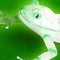Plastic_Frog_Records