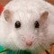 Ratz