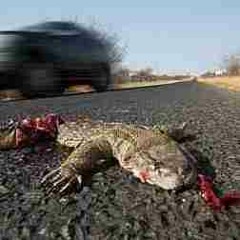 Dead Rep (LittleBird)