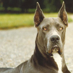 All You Need Is Love Was Not True