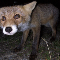 The Blessed Fox