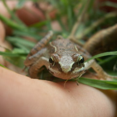 El Martino
