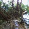 Ecotone