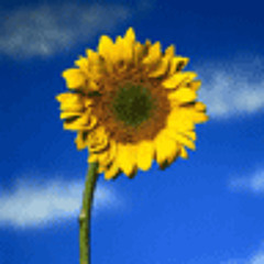 Yaki Da - I Saw You Dancing  (Dj Timmy Remix - Dj FlaAdriC Radio Cut)