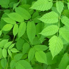 II►চিরহরিৎ ►II