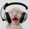 LaurenMeow
