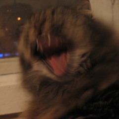 {пиОзды шаkкена