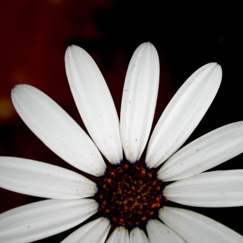 DJ Okawari - Sound of Silence ft. KAORI