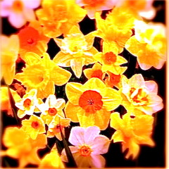Western Daffodil