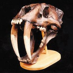 SabrToof