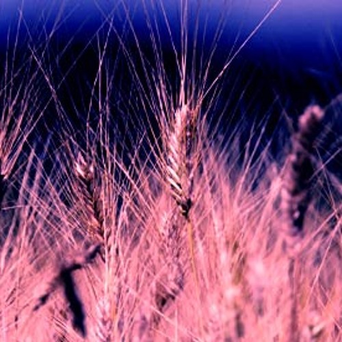 Friday Afternoons Op.7 Cuckoo - Benjamin Britten (arranged By Matthew Fenner)