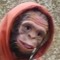 humanzee