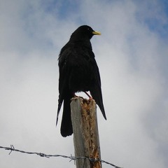 hey_mr_crow