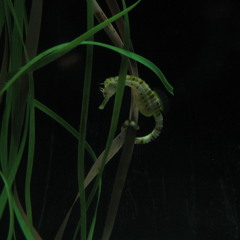 Adele and Jamie XX - Rolling in the Deep (live Interview Mix)