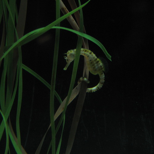 Adele and Jamie XX - Rolling in the Deep (live Interview Mix)