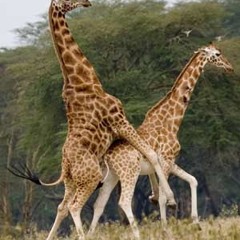 Wes Anderson tribute