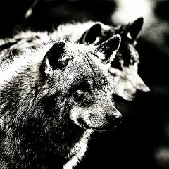 Wolvskynd&Luks