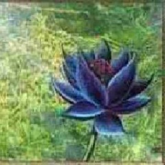 Black_Lotus
