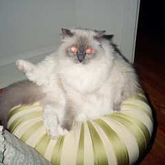 jules bunny