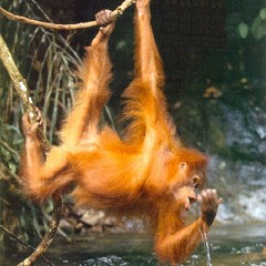 jonnyginge