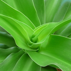 Agave