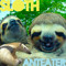 slothanteater
