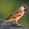 liza sparrow