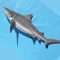 unclesharky