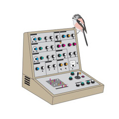 Avian Learning Experiment