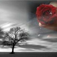 drlaytongllfrank072801