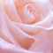 Flora1166