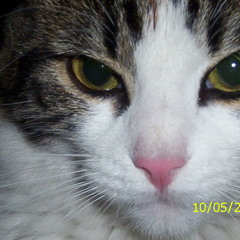 cucuchi