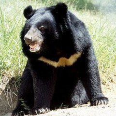 King Grizzly37