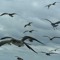 abird