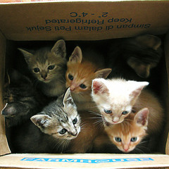 boxofkittens