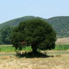 quercus-calliprinos