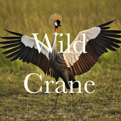 wild crane