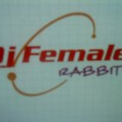 Dj Female Rabbit