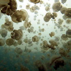 Jellyfish Lake