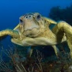 LoggerHead