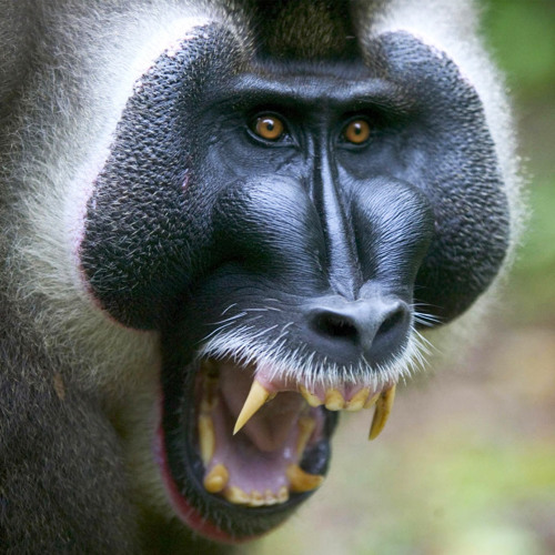 Mandrill Attack