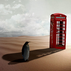 Matt D'Penguin