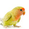 love.bird
