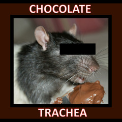 Chocolate Trachea