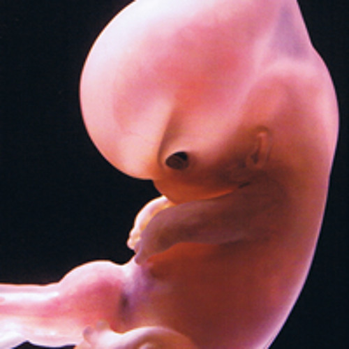 6 эмбриональная неделя. Зародыш 6-7 недель беременности. Плод на 6 неделе беременности.