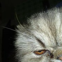 thomas-flightrisk-wilson