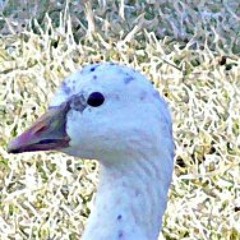 DJ_GOOSE_TECNO_SETS_PT1