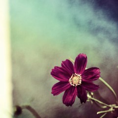 Fleeting joys - a beautiful end