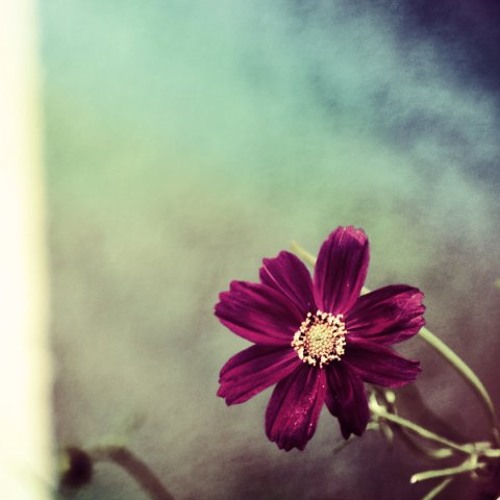 Fleeting joys - a beautiful end