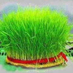 shahab249065